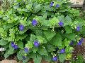 Mercer Blue Thunbergia / Thunbergia battiscombei